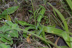 Satyrium nepalense